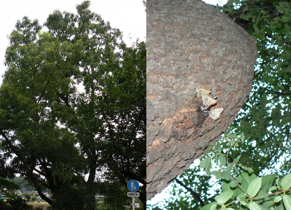 団地前のクヌギ_いつもの樹液_サトキマダラヒカゲ_2021年5月30日5時15分頃 気温20度